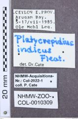 Etikette zu Platycrepidius indicus (NHMW-ZOO-COL-0010309)